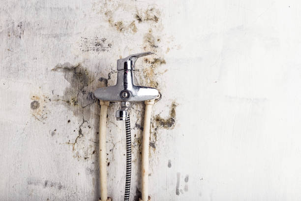 Best Black Mold Removal  in Maytown, PA