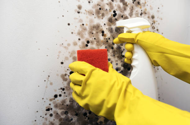 Best Residential Mold Removal  in Maytown, PA